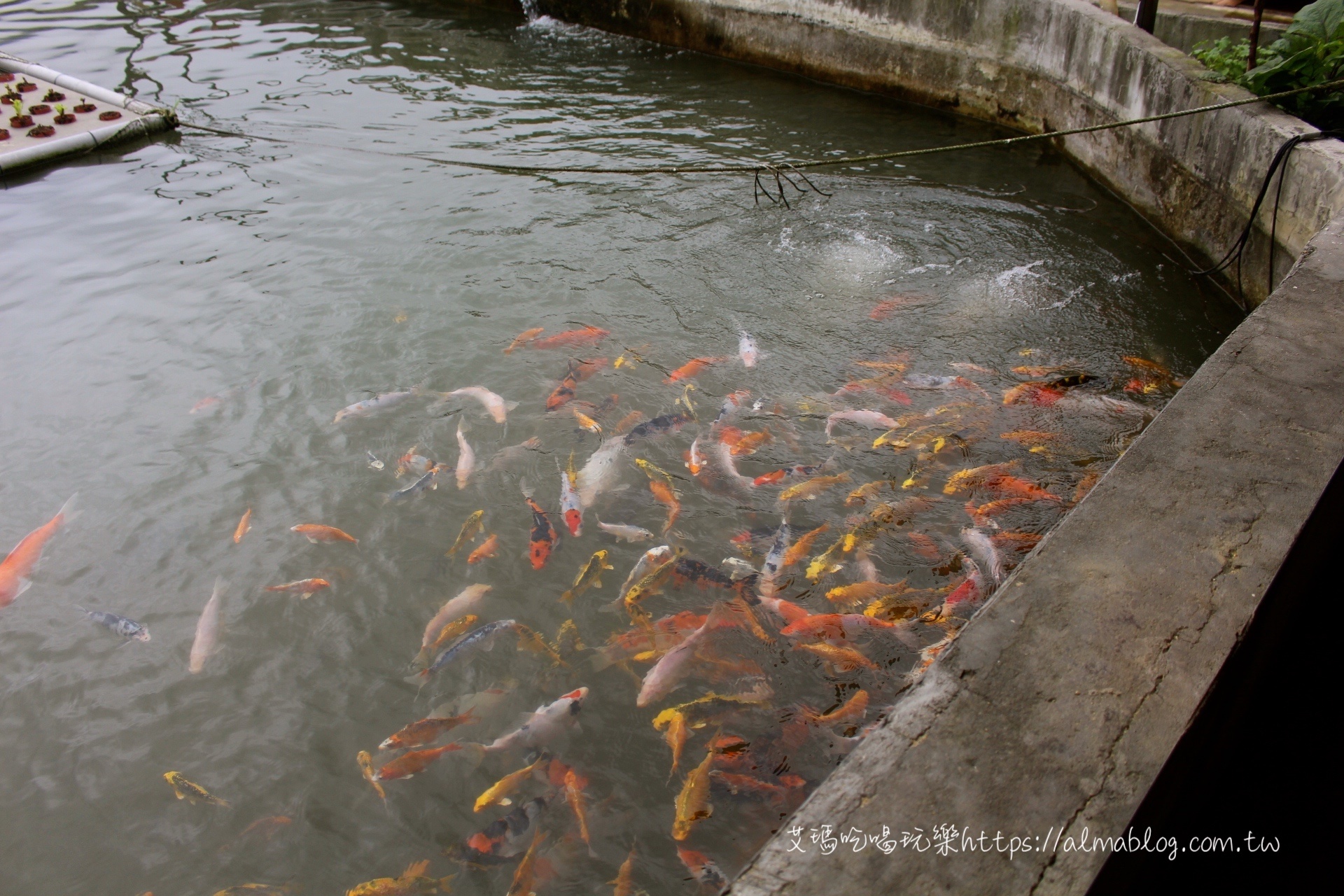 花鹿秘境  李家摸蜆農(nóng)場