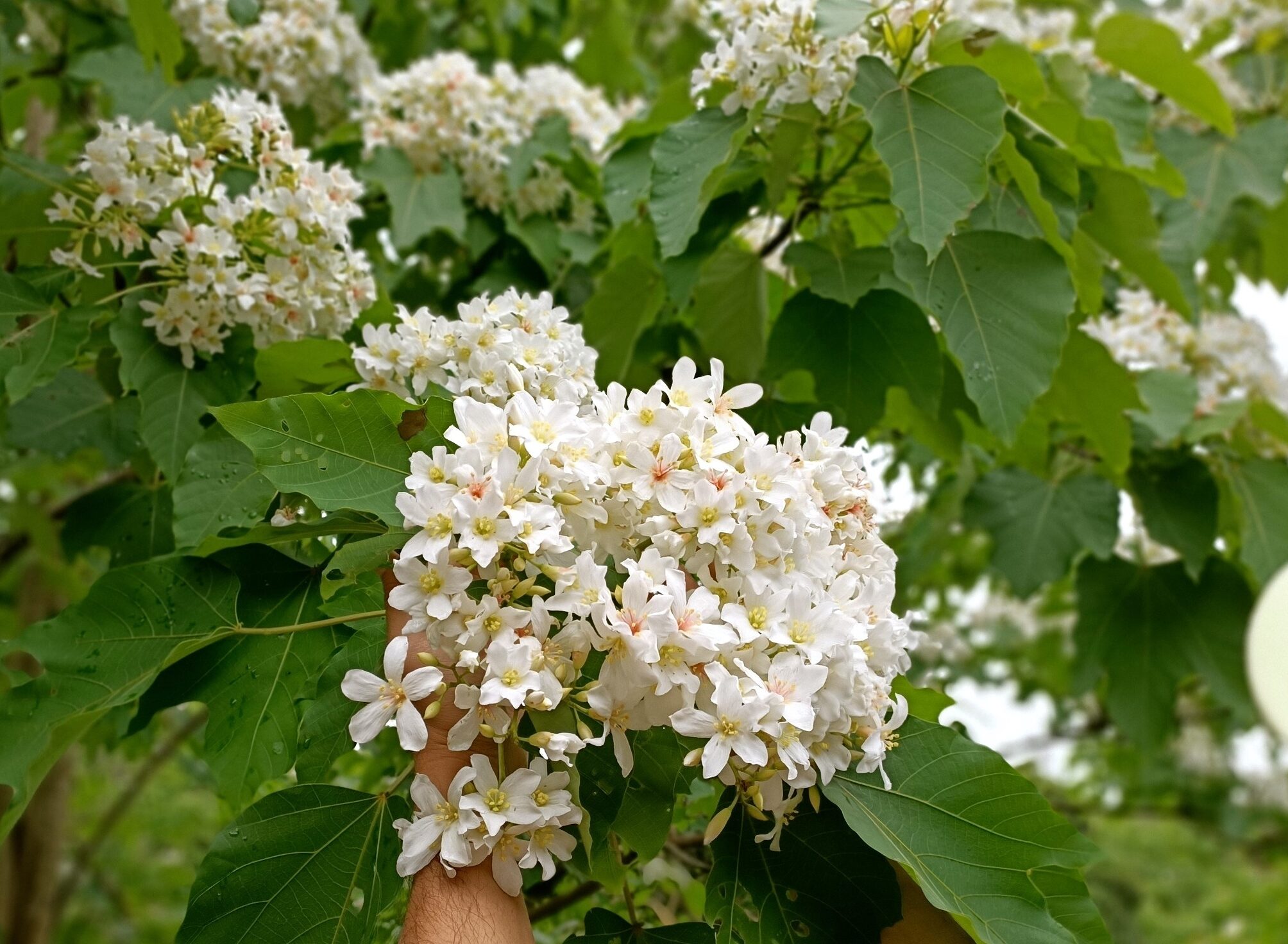 客家麻糬,川普餅,新竹美食,湖口老街,精選文章,老街,老街美食,腳踏車芋泥,麻糬