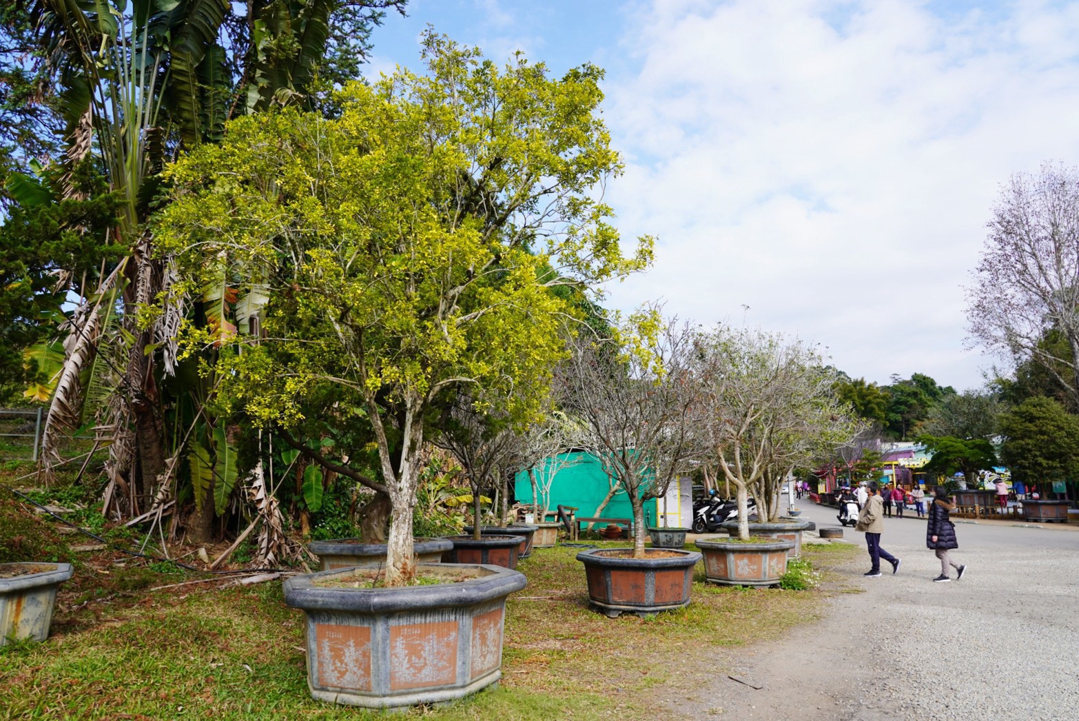 免費景點,大溪景點,桃園好玩,桃園景點,花開了休閒農(nóng)場,親子景點,親子活動,遊戲場,馬達(dá)加斯加車站,麝香豬