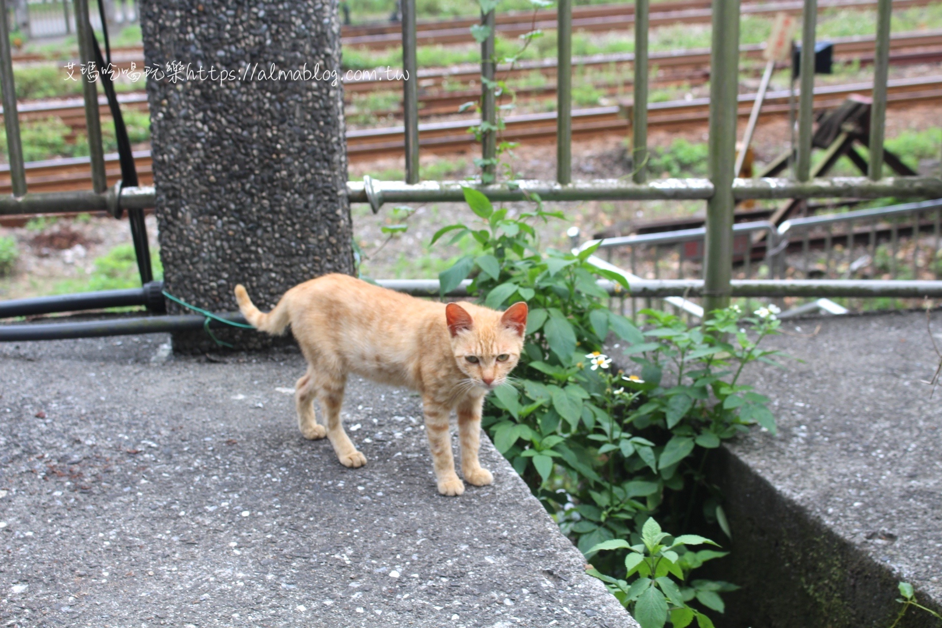 猴硐貓村