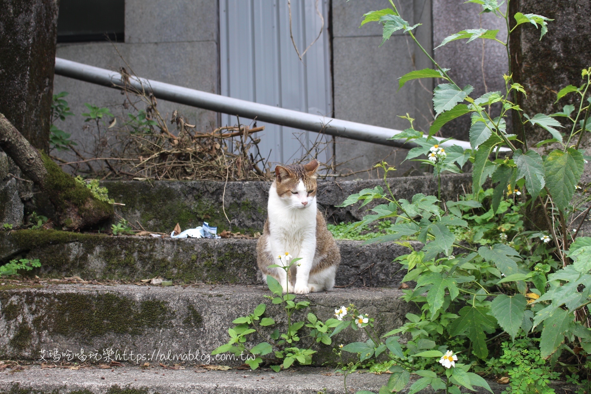 猴硐貓村