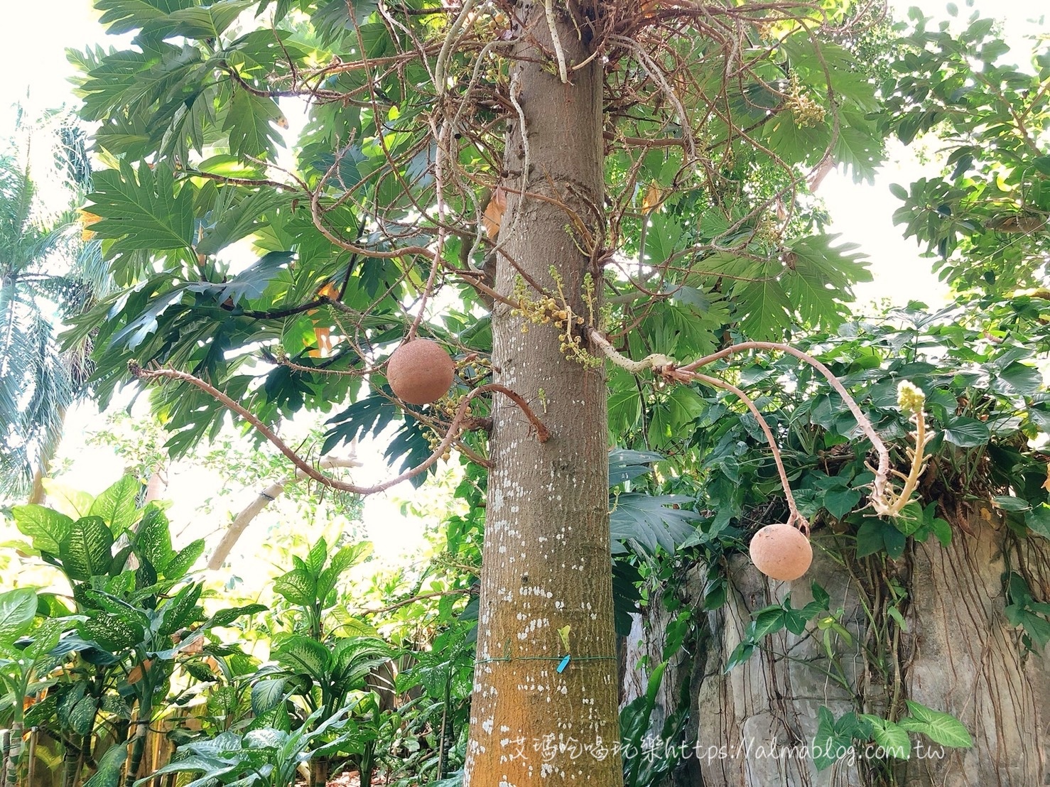 臺中科學(xué)博物館植物園