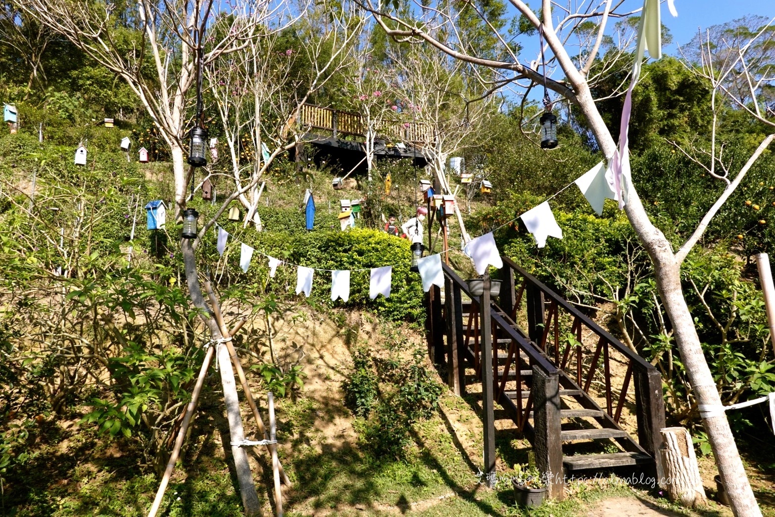 橙香森林，體驗森林採果，玻璃餐廳