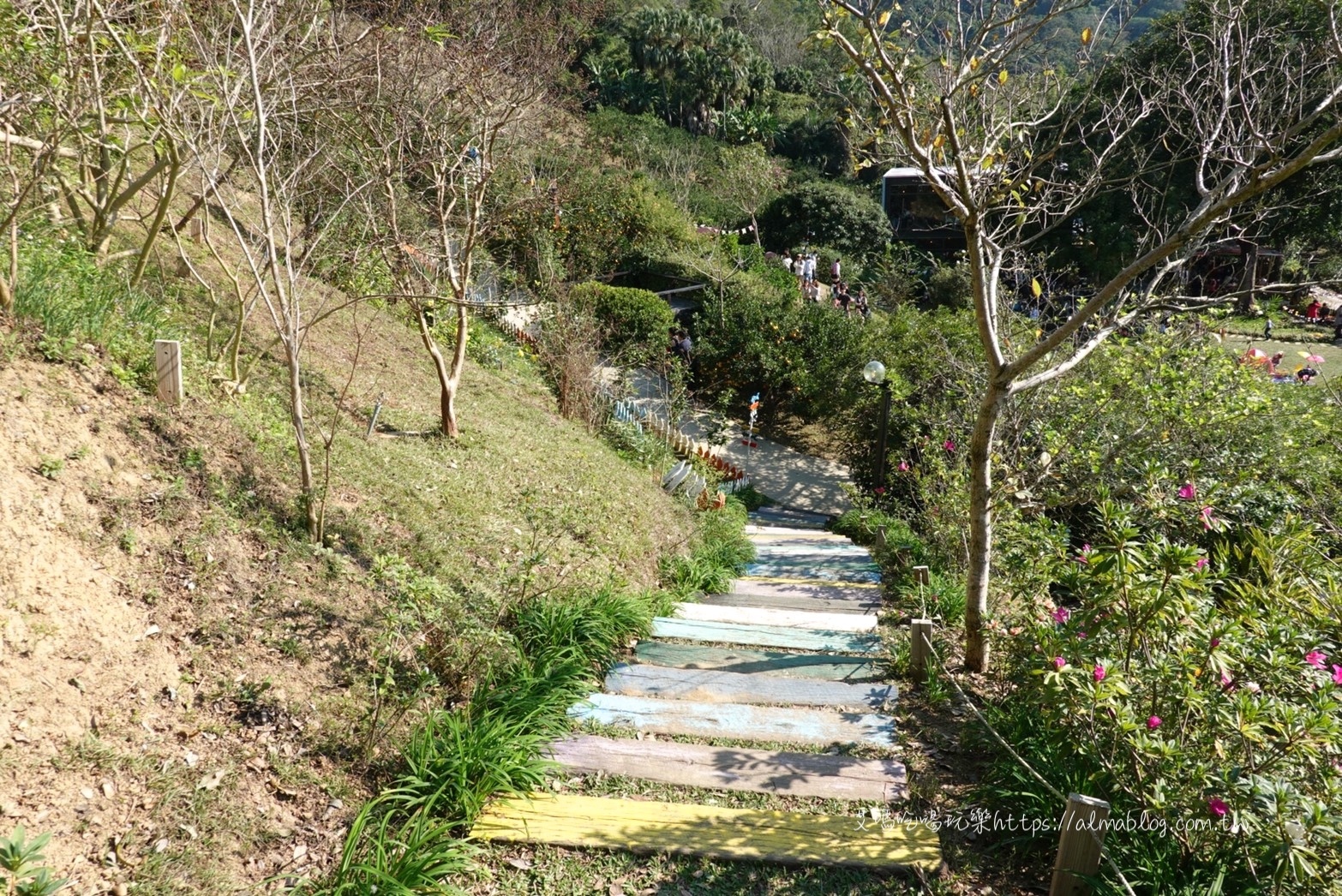 橙香森林