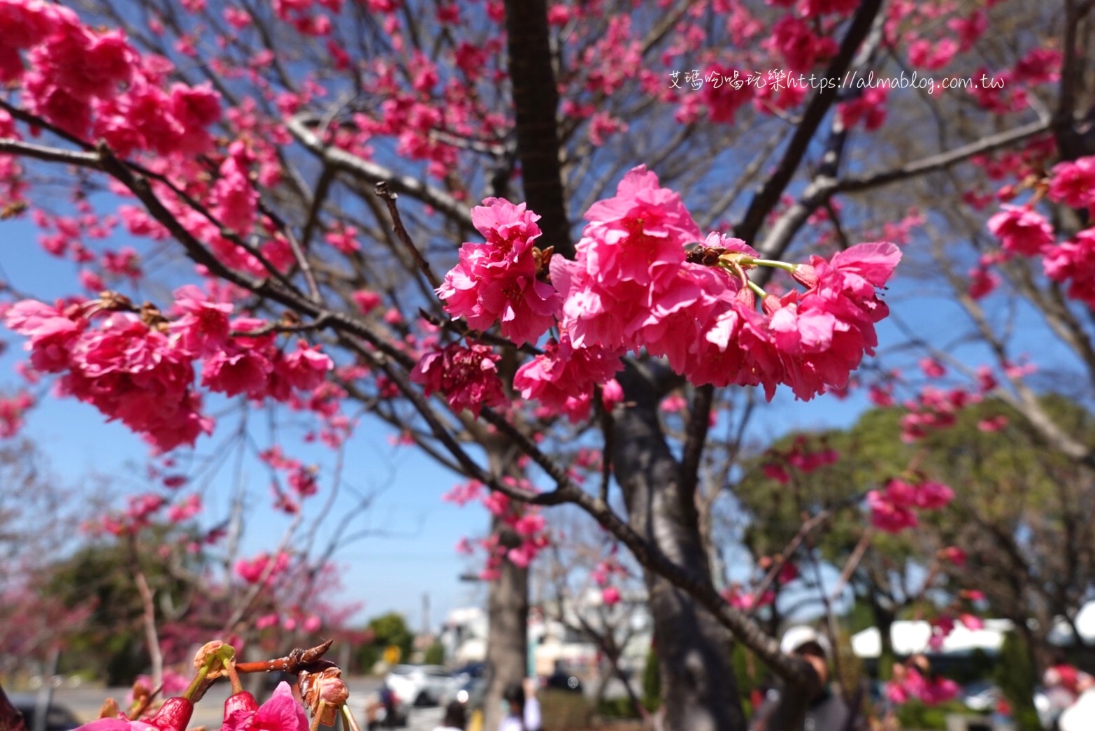 中科崴立櫻花公園