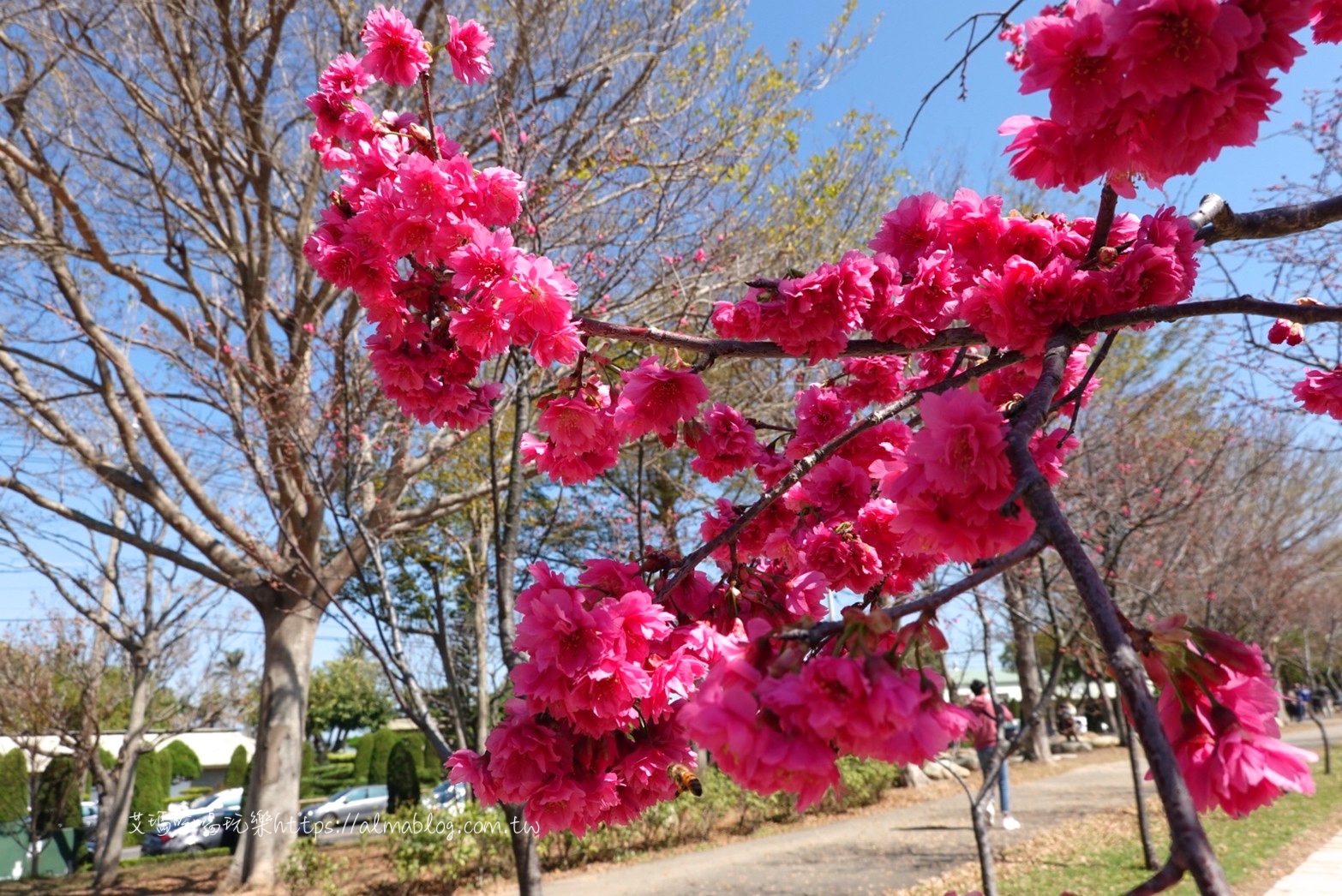 中科崴立櫻花公園