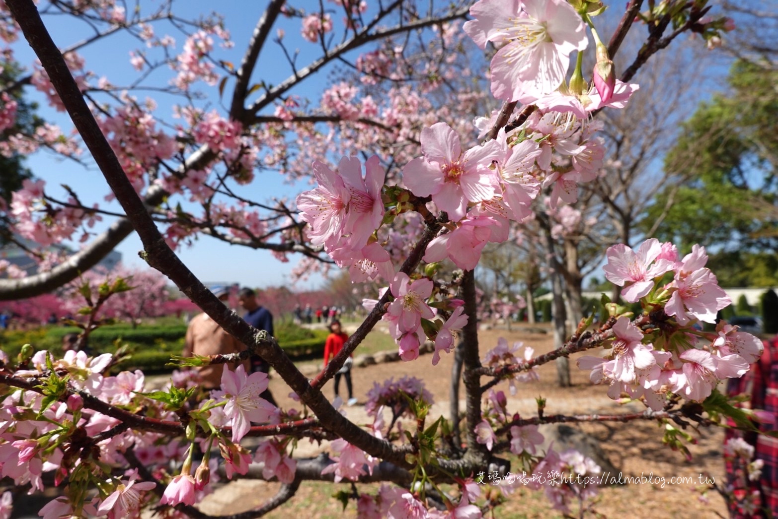 中科崴立櫻花公園