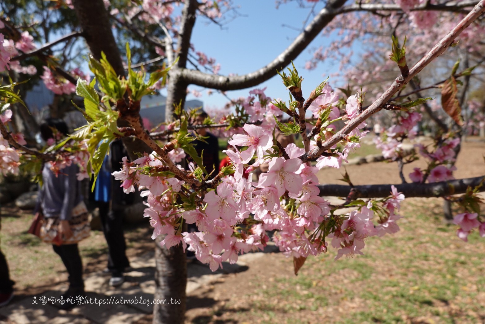 中科崴立櫻花公園