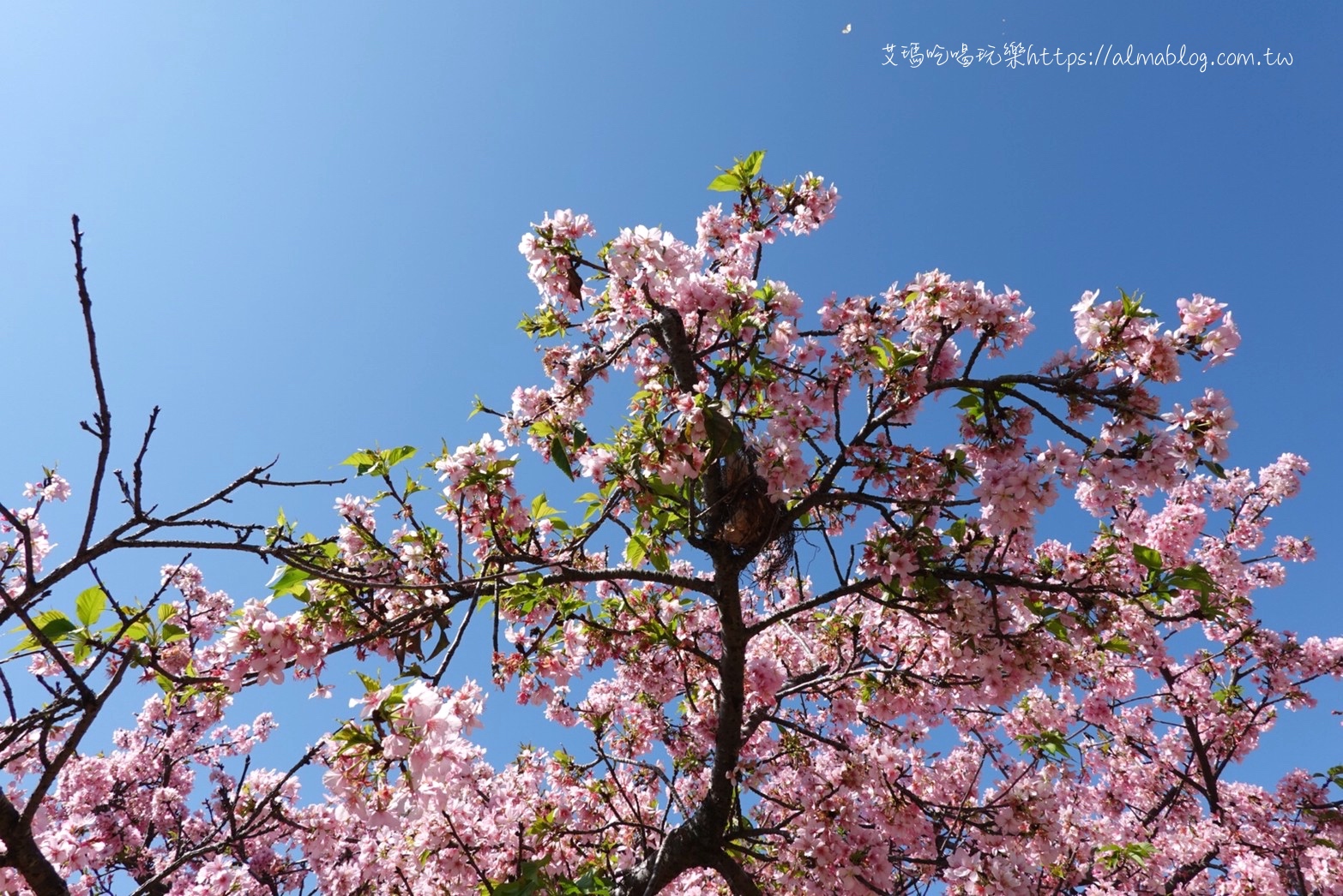 中科崴立櫻花公園