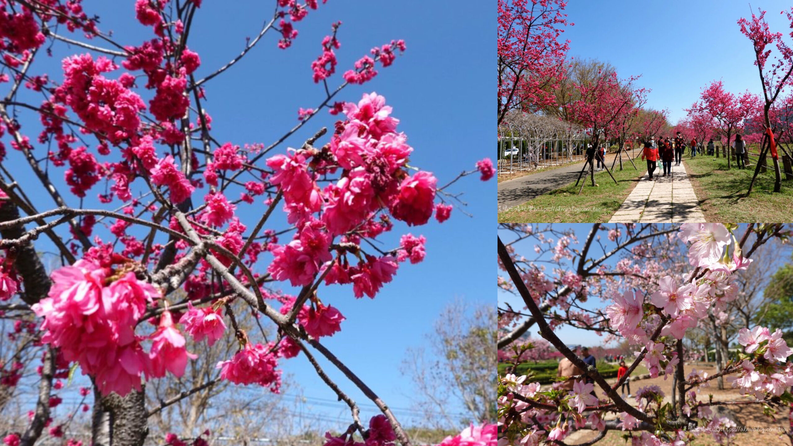 中科崴立櫻花公園,免費(fèi)景點(diǎn),臺(tái)中景點(diǎn),櫻花公園,賞櫻 @艾瑪  吃喝玩樂札記