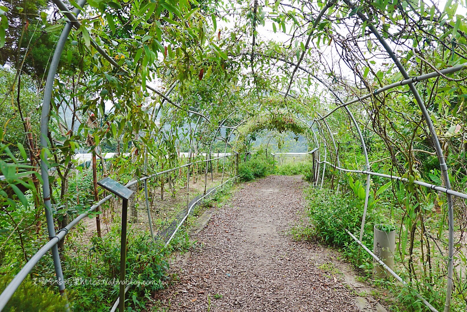 卓也小屋,卓也書園子,彩色包子,粉粿,苗栗景點