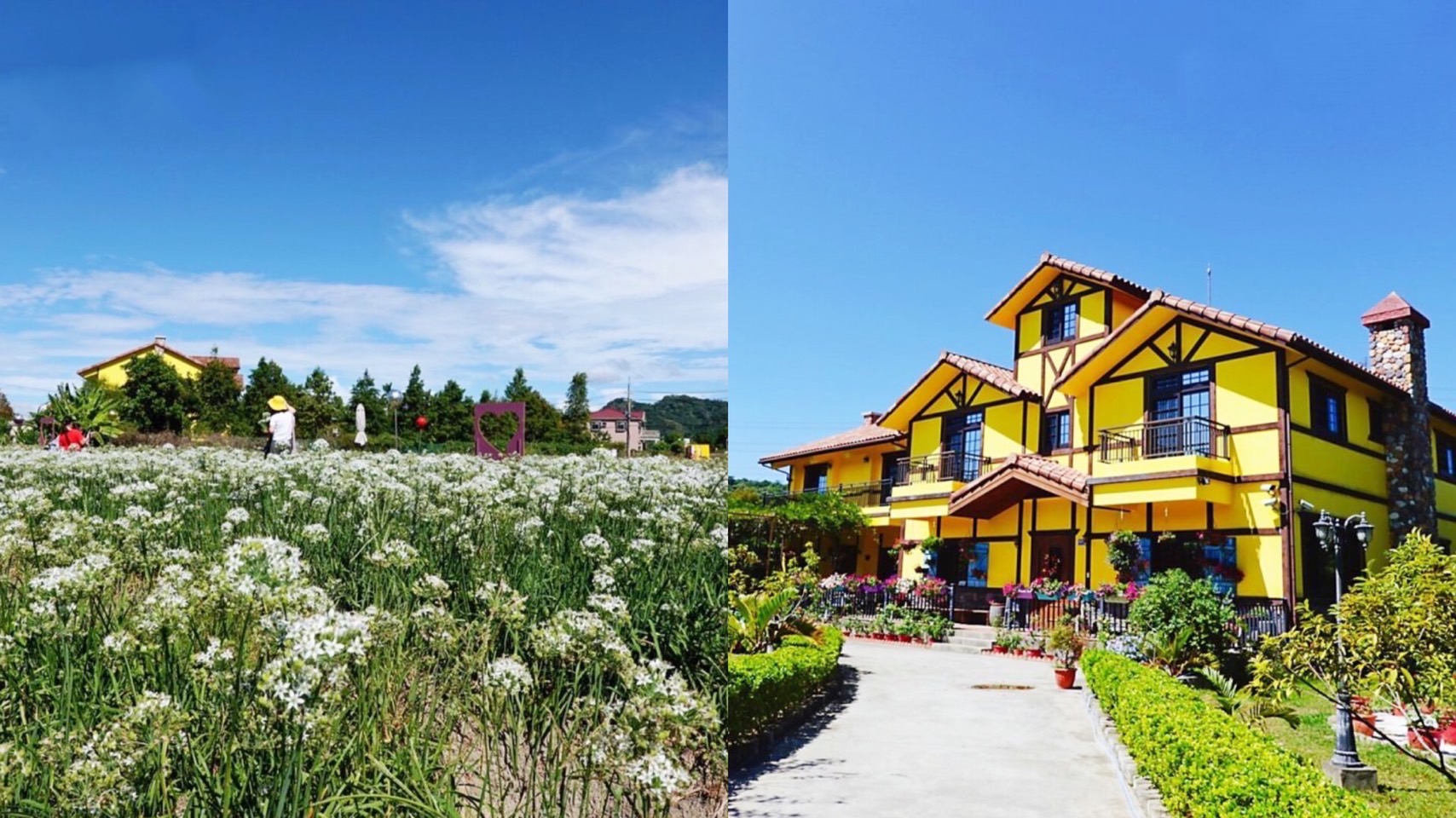 Yellow House,大溪美食,桃園景點,桃園餐廳,韭菜花,黃色小屋 @艾瑪  吃喝玩樂札記