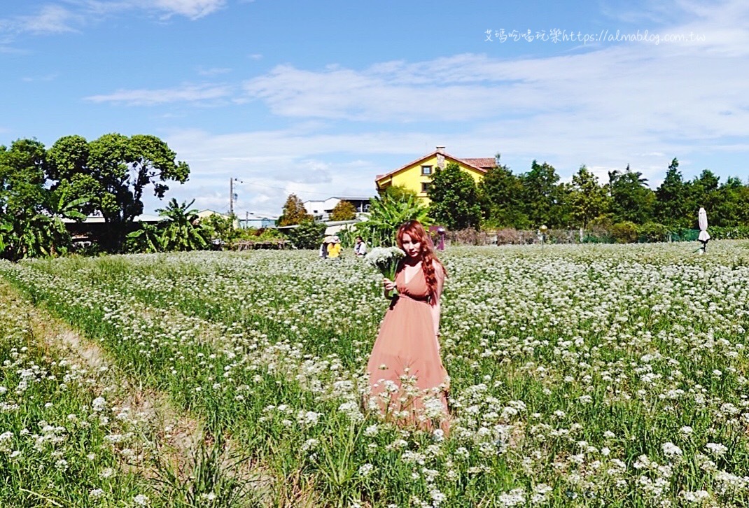 黃小小屋,大溪景點,韭菜花季,