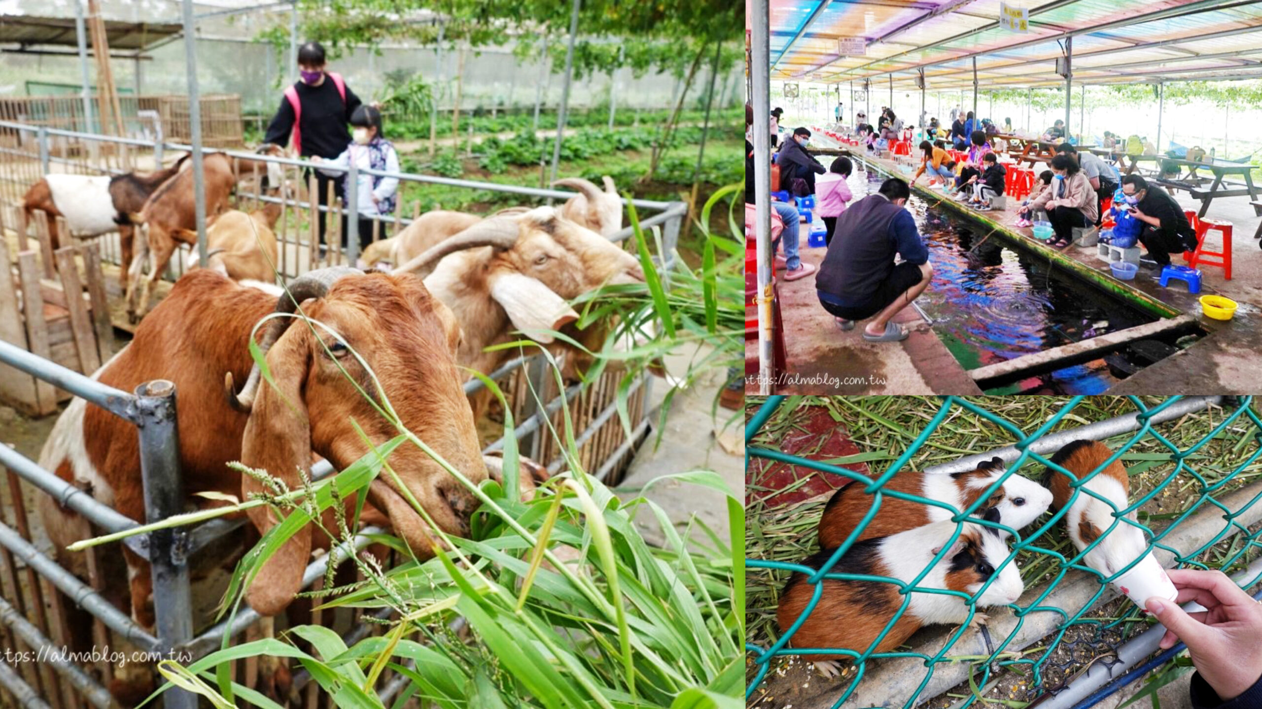 diy,動物,大園景點,摘菜採果,桃園農場,陽榮休閒農場 @艾瑪  吃喝玩樂札記