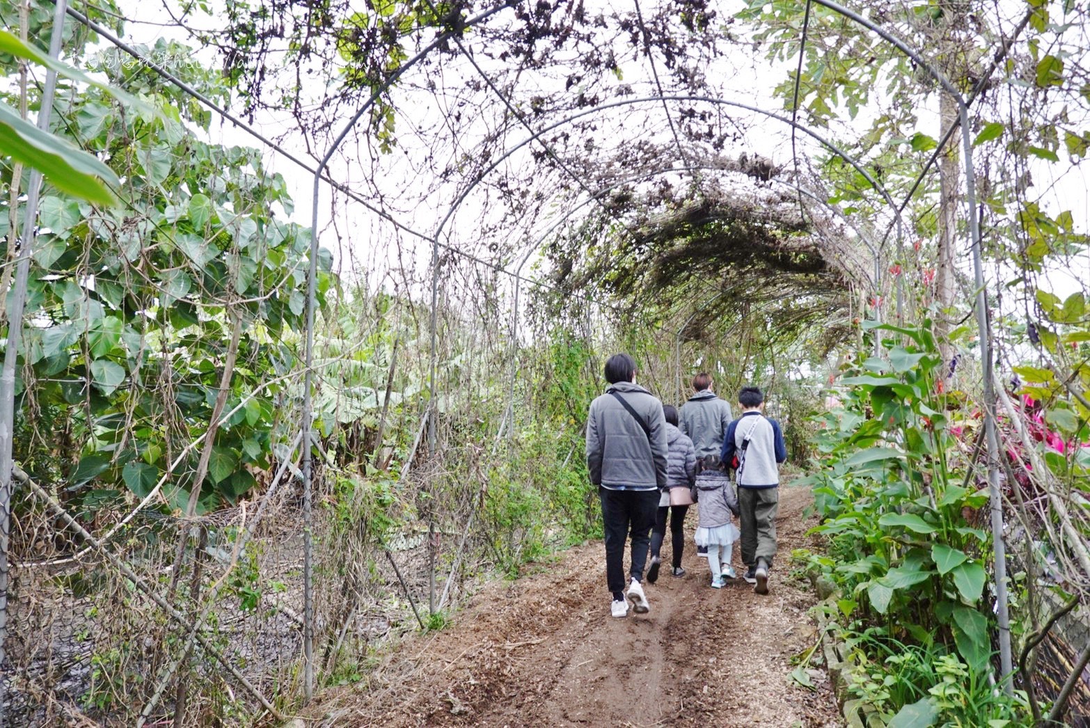 一極棒農場,大園農場,桃園景點,農場