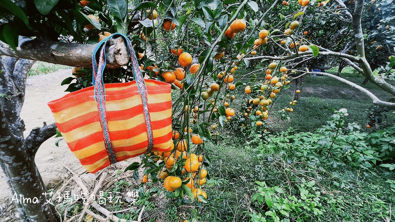 DIY採果,三和青創基地,多肉植物,新景點,桃園好玩,桃園美食,親子DIY,釣魚,龍潭景點