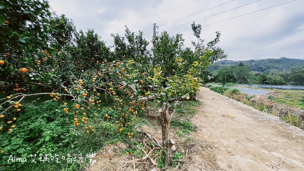 DIY採(cǎi)果,三和青創(chuàng)基地,多肉植物,新景點(diǎn),桃園好玩,桃園美食,親子DIY,釣魚,龍?zhí)毒包c(diǎn)