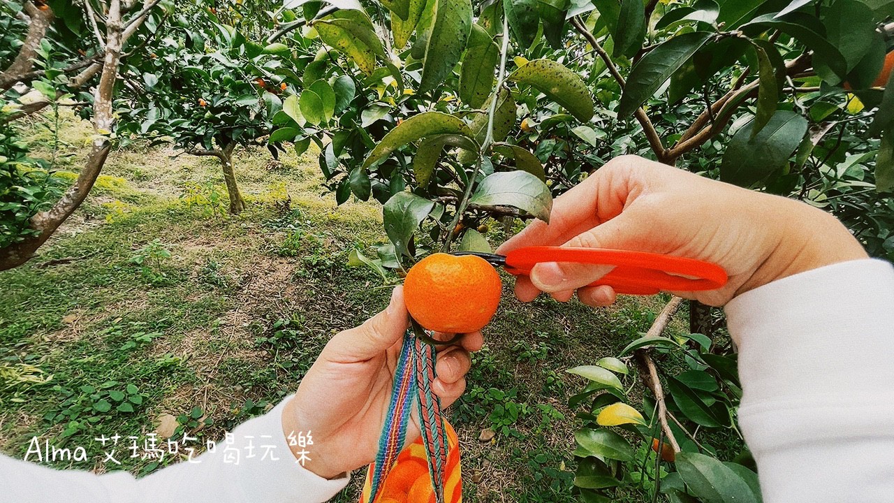 DIY採果,三和青創基地,多肉植物,新景點,桃園好玩,桃園美食,親子DIY,釣魚,龍潭景點