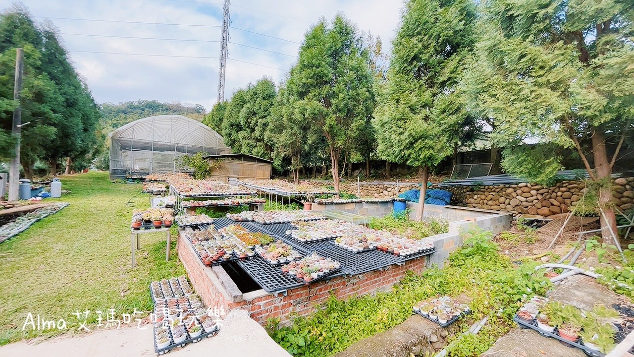 DIY採果,三和青創基地,多肉植物,新景點,桃園好玩,桃園美食,親子DIY,釣魚,龍潭景點