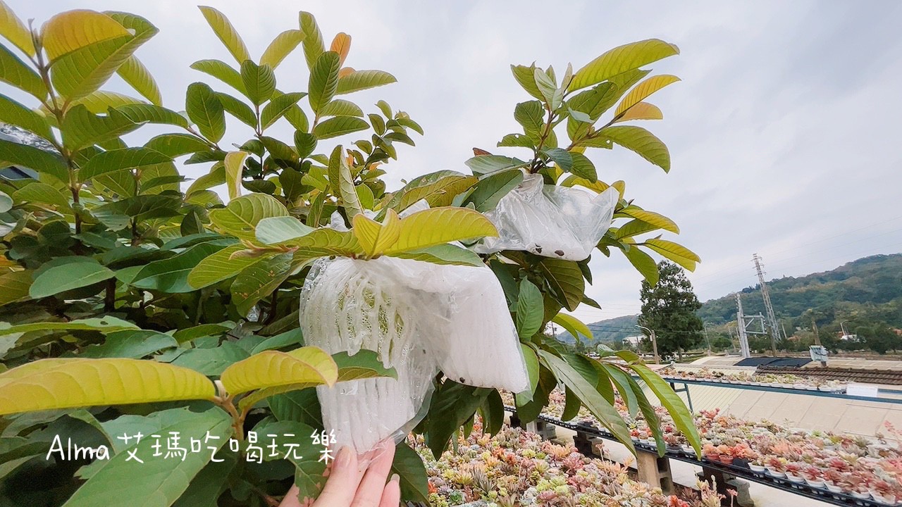 〖三和青創基地〗老屋廢棄雞舍改建文青基地．玩一下午不是問題，多肉植物DIY.親子餐廳.錦鯉園.釣魚樂.採砂糖橘