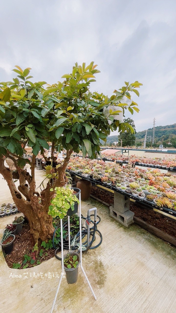 DIY採果,三和青創基地,多肉植物,新景點,桃園好玩,桃園美食,親子DIY,釣魚,龍潭景點