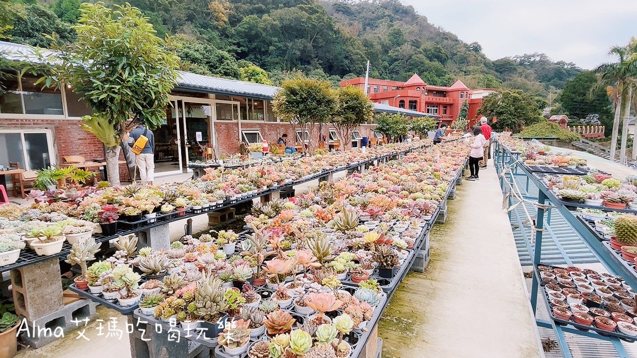 DIY採果,三和青創基地,多肉植物,新景點,桃園好玩,桃園美食,親子DIY,釣魚,龍潭景點