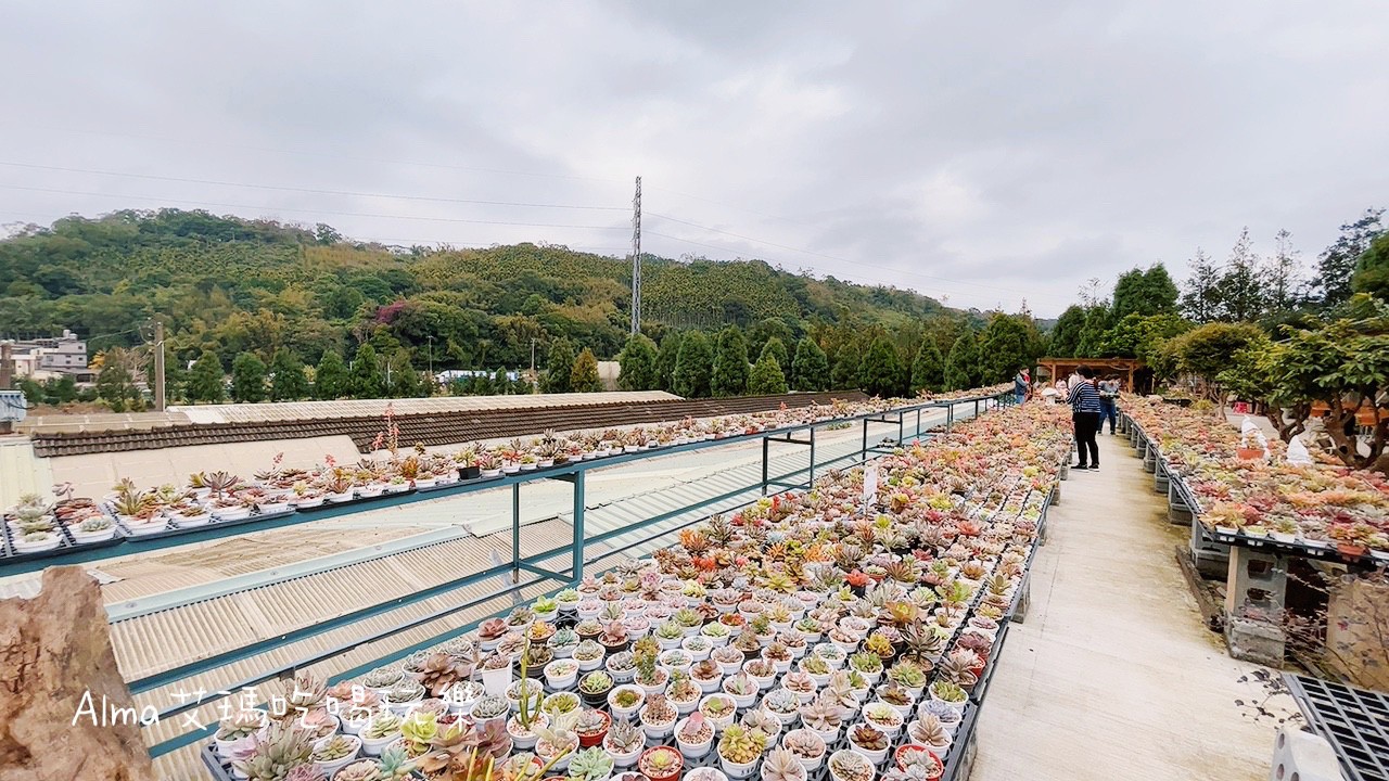 DIY採果,三和青創基地,多肉植物,新景點,桃園好玩,桃園美食,親子DIY,釣魚,龍潭景點