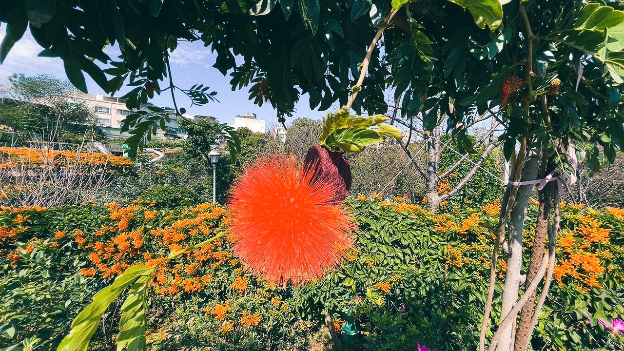 免費景點,新北公園,永吉公園,炮仗花