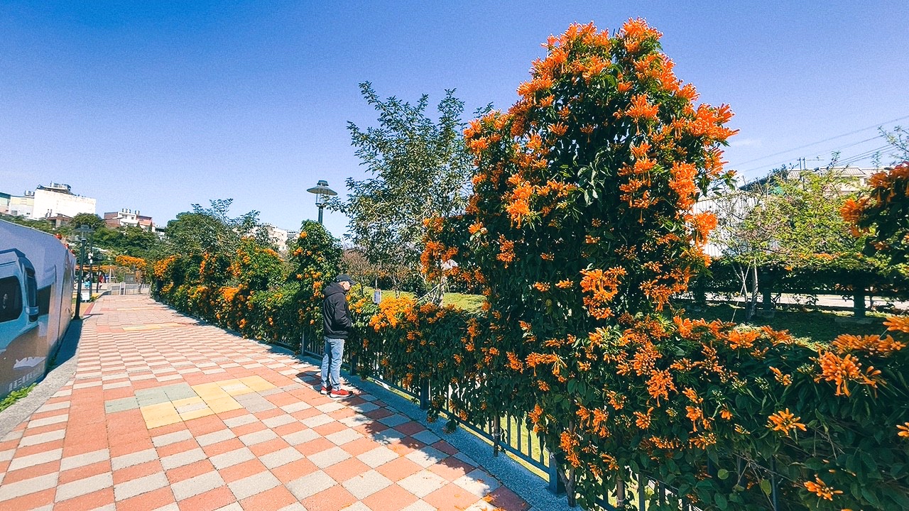 免費景點,新北公園,永吉公園,炮仗花