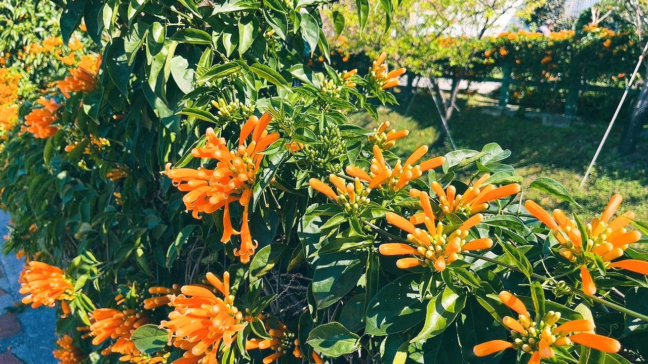 免費景點,新北公園,永吉公園,炮仗花