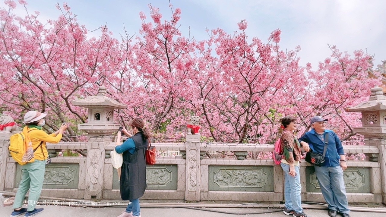 免費(fèi)景點(diǎn),林口景點(diǎn),櫻花,竹林寺,竹林山觀音寺,賞櫻花