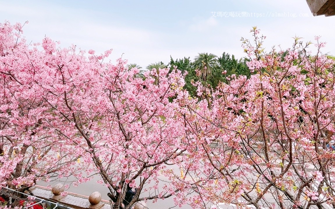 免費(fèi)景點(diǎn),林口景點(diǎn),櫻花,竹林寺,竹林山觀音寺,賞櫻花