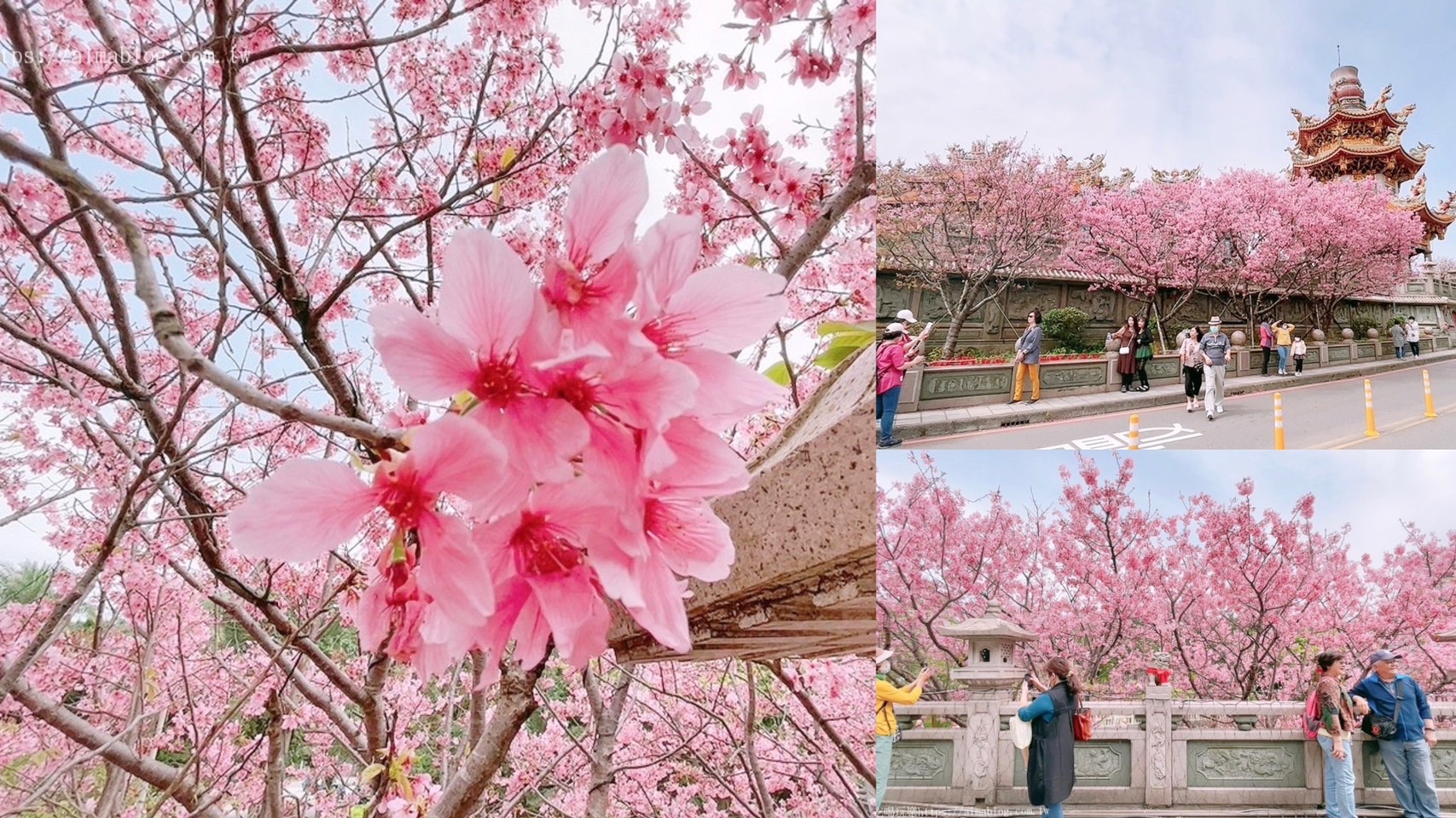 免費景點,林口景點,櫻花,竹林寺,竹林山觀音寺,賞櫻花 @艾瑪  吃喝玩樂札記