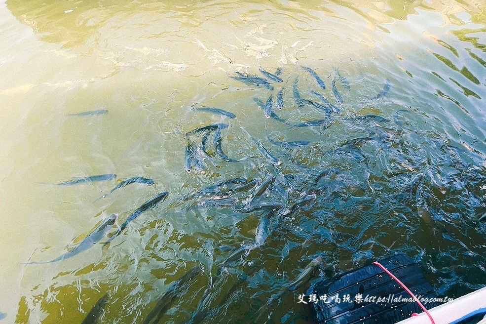 宜蘭景點(diǎn),輕親魚(yú)朵生態(tài)園區(qū),釣蝦,釣魚(yú),鹽焗臺(tái)灣鯛