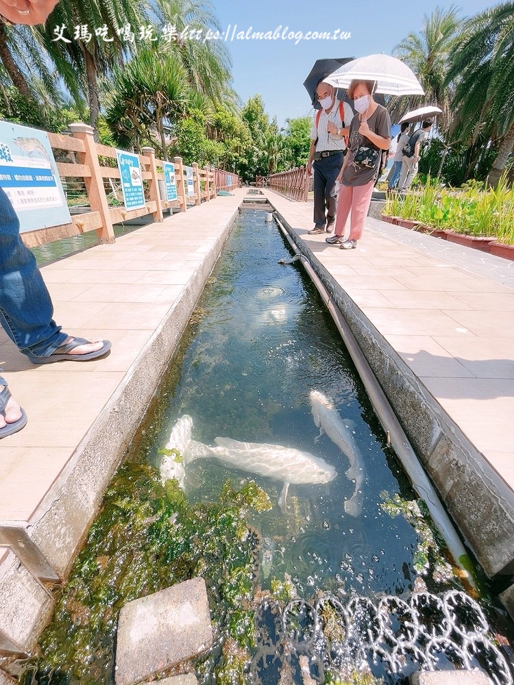 宜蘭景點(diǎn),輕親魚(yú)朵生態(tài)園區(qū),釣蝦,釣魚(yú),鹽焗臺(tái)灣鯛