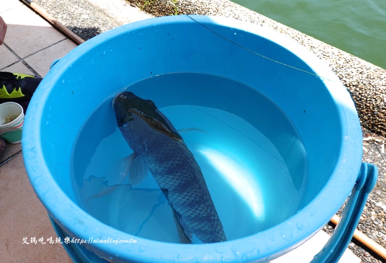 宜蘭景點,輕親魚朵生態園區,釣蝦,釣魚,鹽焗臺灣鯛