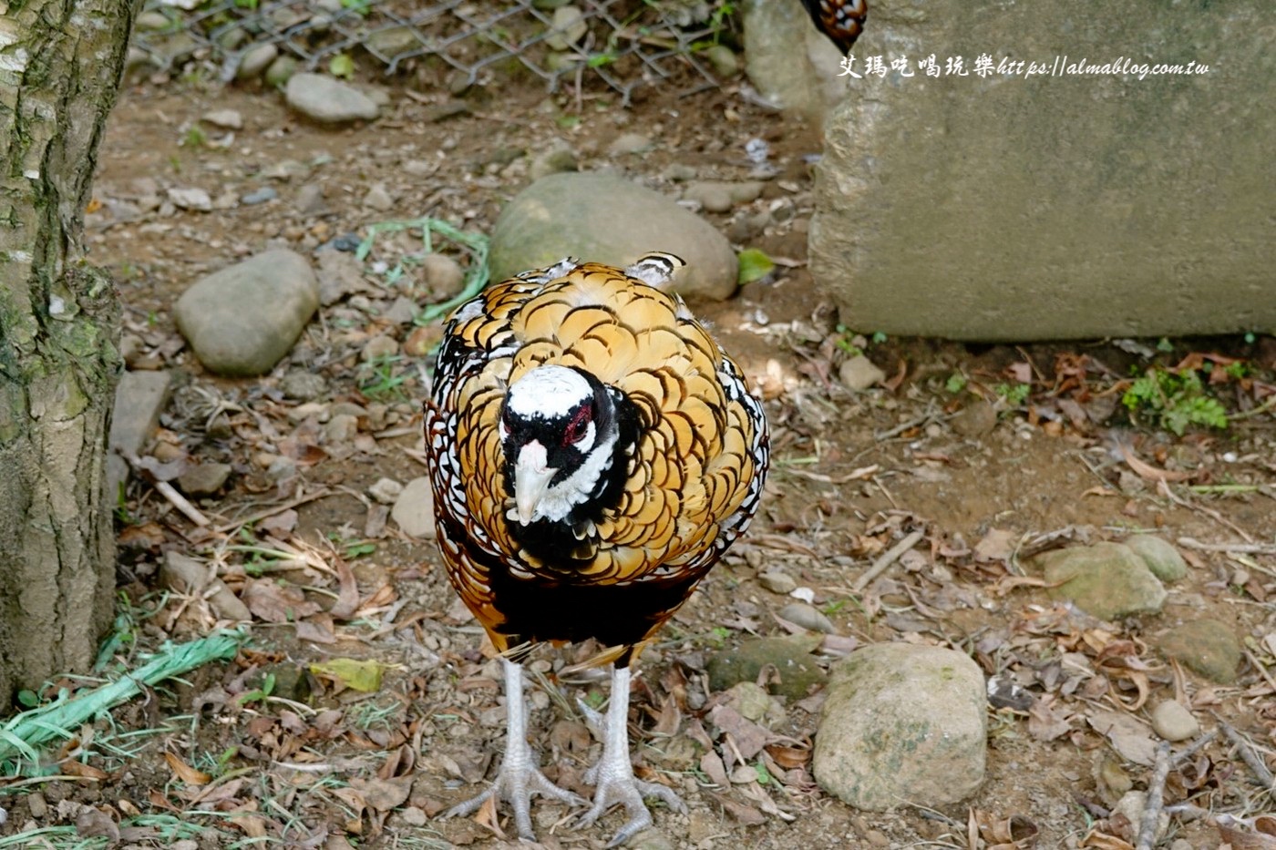 蘇家莊園