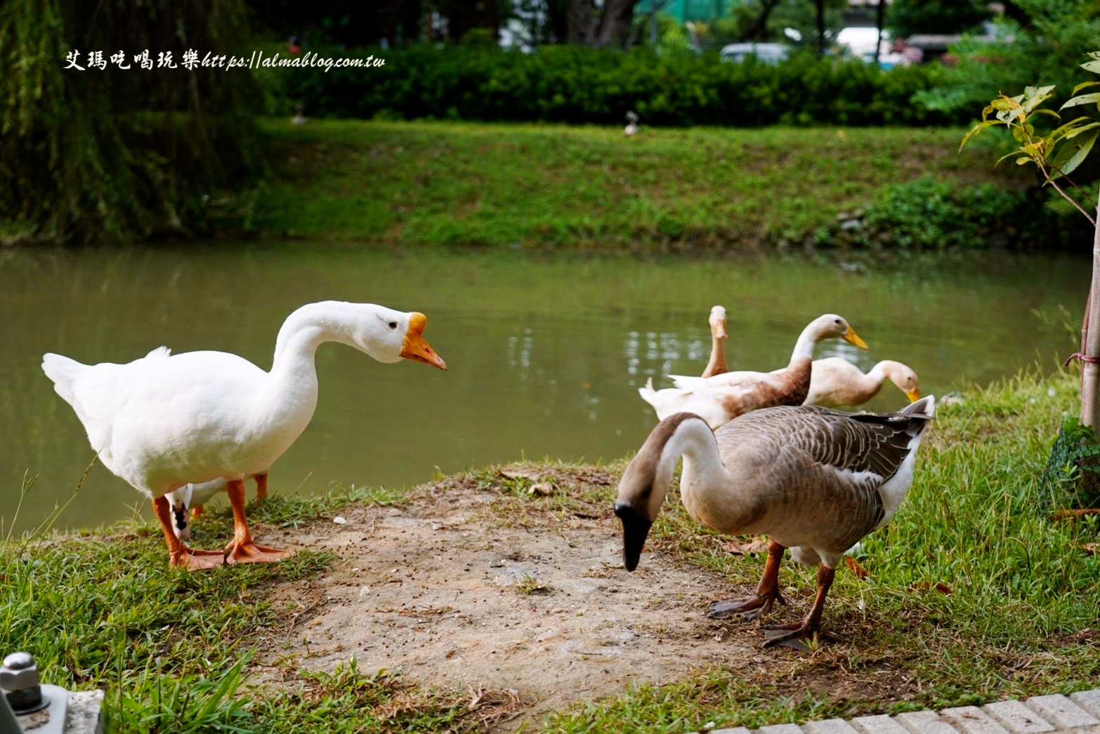 免費景點,公園,定食,新竹公園,日料,立體拉花,老宅,餵食,鯖魚定食,麗池生活美學館,麗池畔