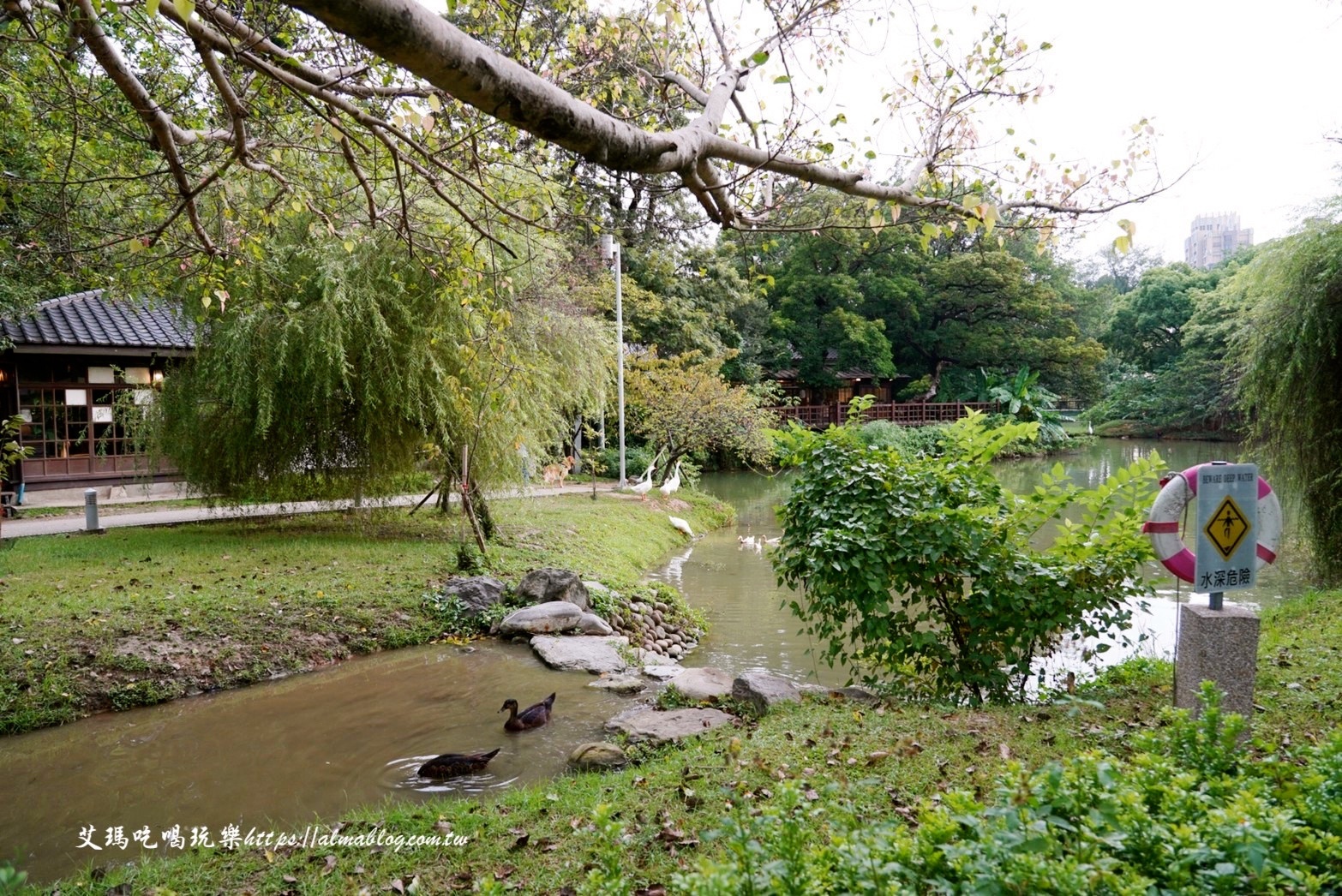 免費景點,公園,定食,新竹公園,日料,立體拉花,老宅,餵食,鯖魚定食,麗池生活美學館,麗池畔