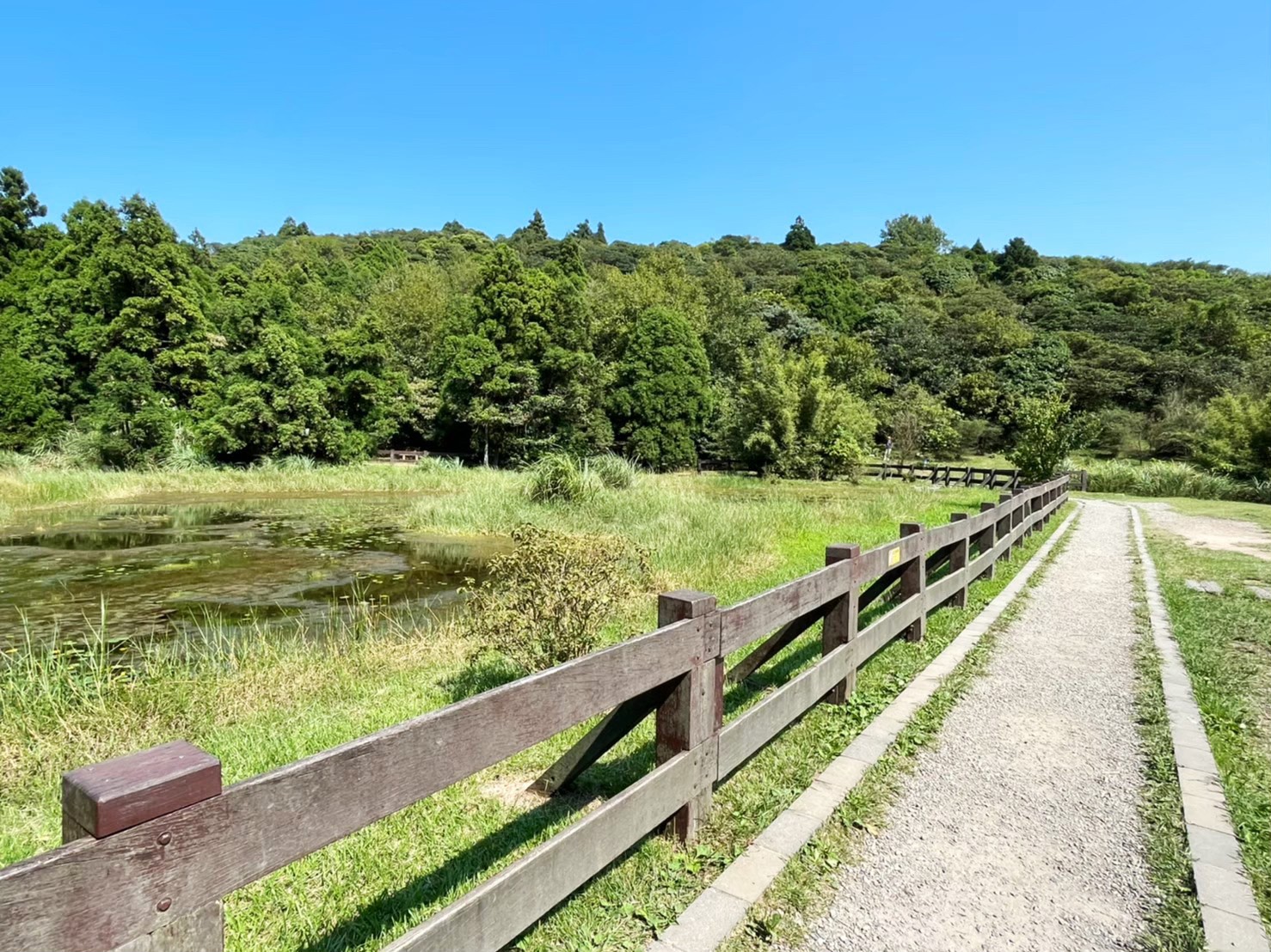 臺北景點,陽明山,免費景點,冷水坑,牛奶湖,登山,菁山吊橋