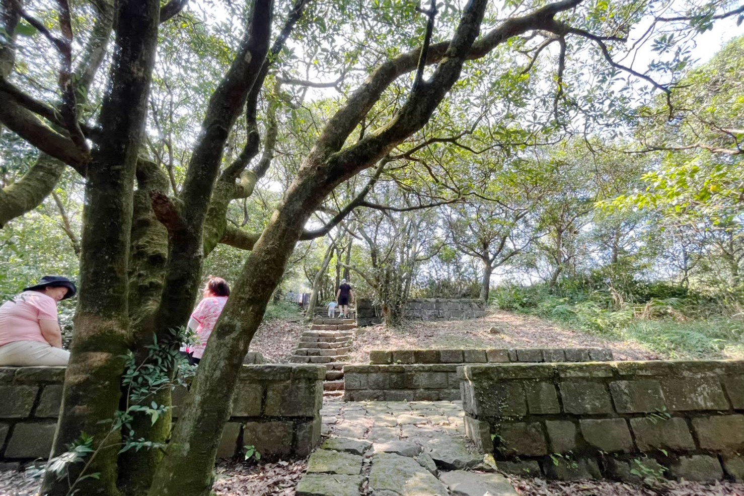 臺北景點,陽明山,免費景點,冷水坑,牛奶湖,登山,菁山吊橋