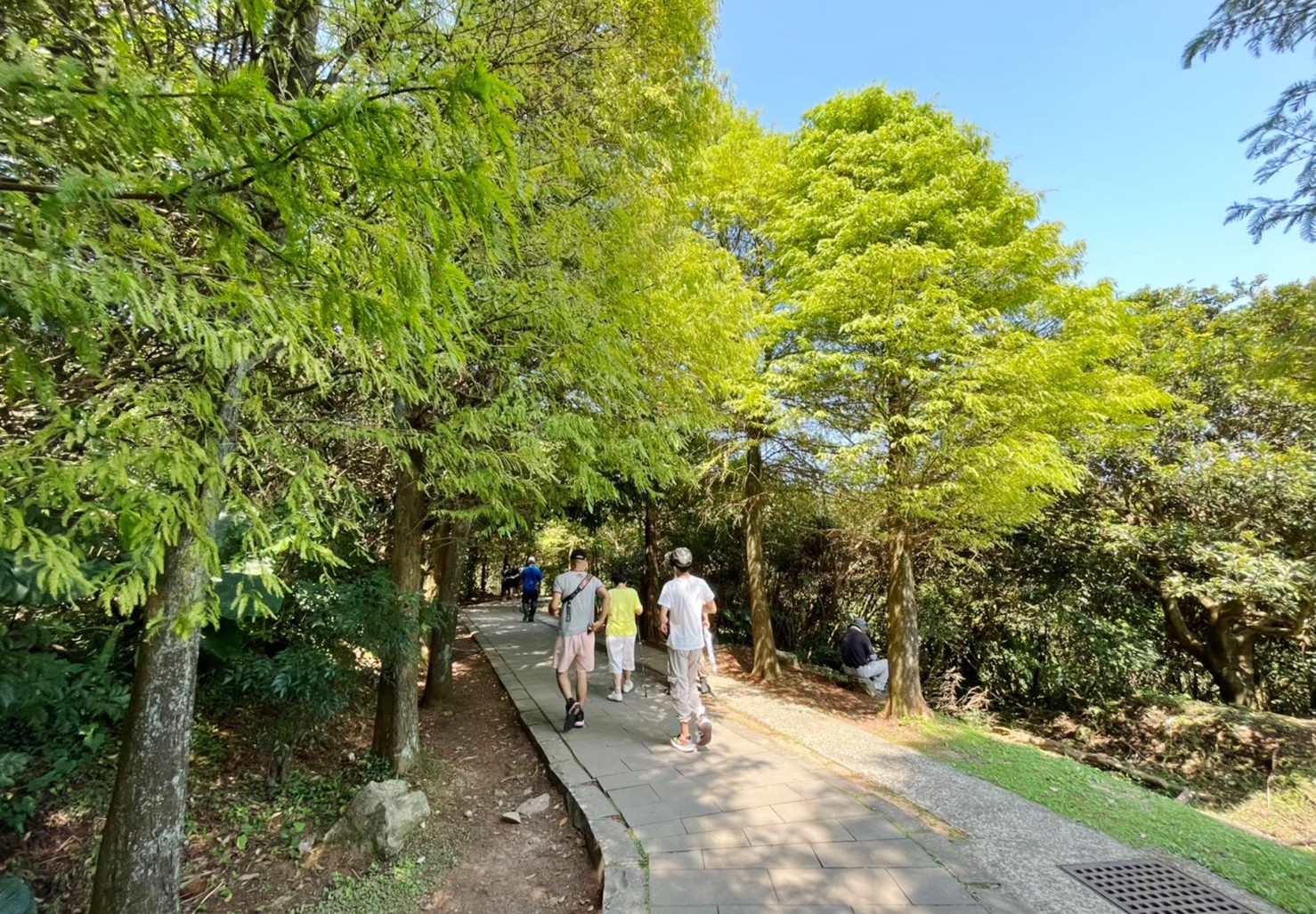 臺北景點,陽明山,免費景點,冷水坑,牛奶湖,登山,菁山吊橋