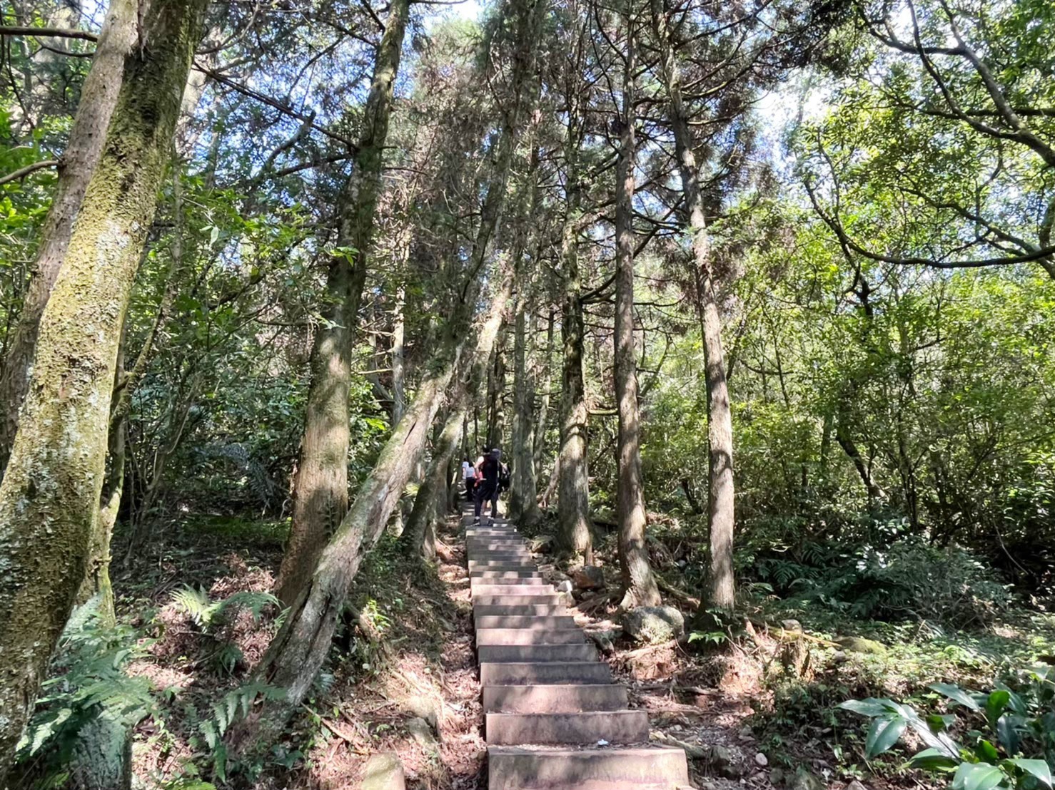 臺北景點,陽明山,免費景點,冷水坑,牛奶湖,登山,菁山吊橋