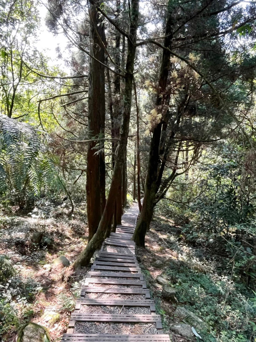 臺北景點,陽明山,免費景點,冷水坑,牛奶湖,登山,菁山吊橋