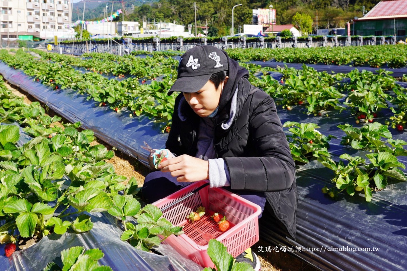 太湖觀光草莓園