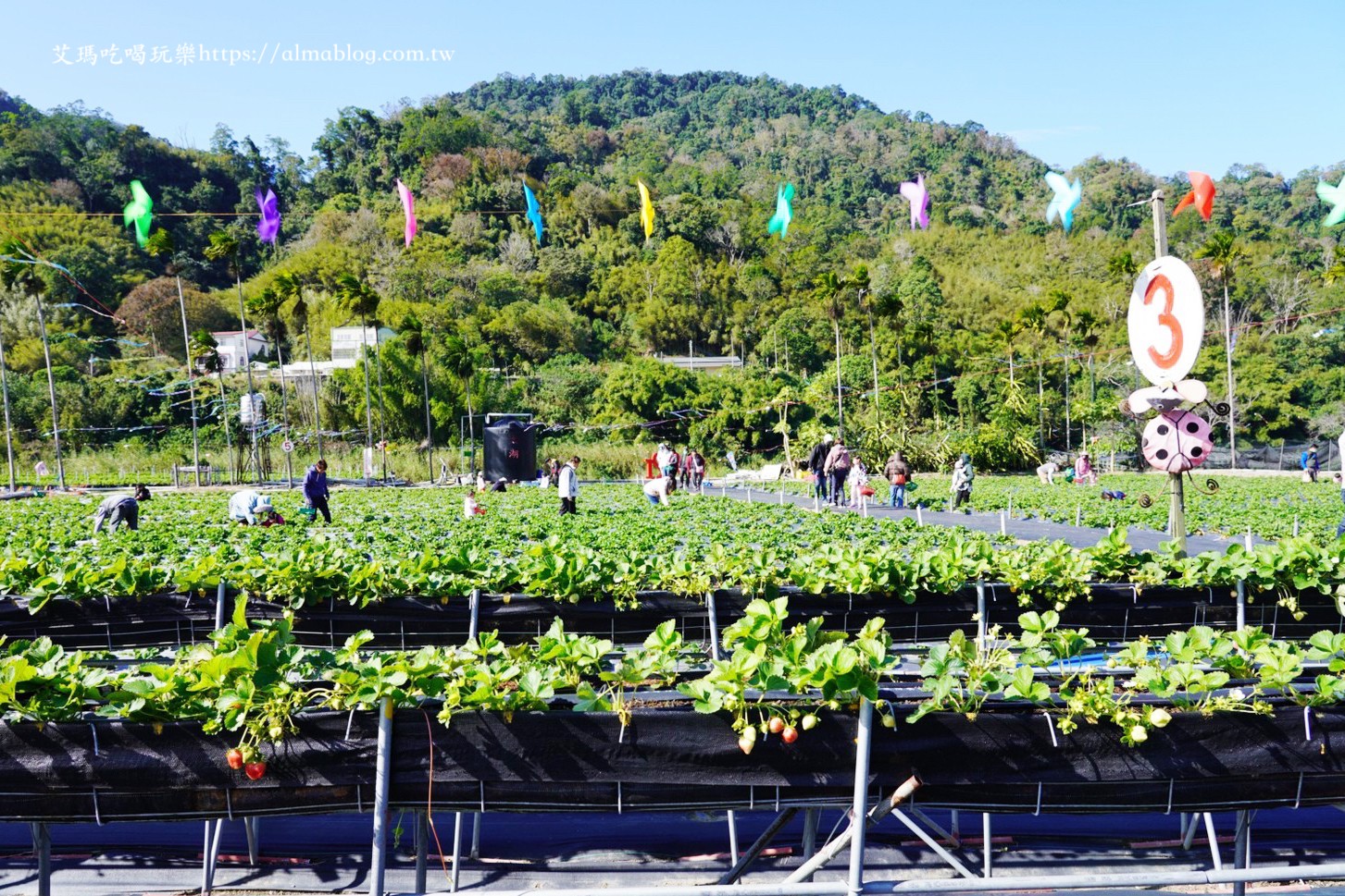 太湖觀光草莓園