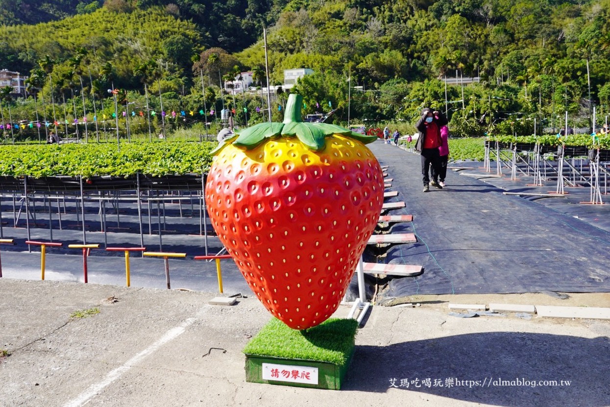 太湖觀光草莓園