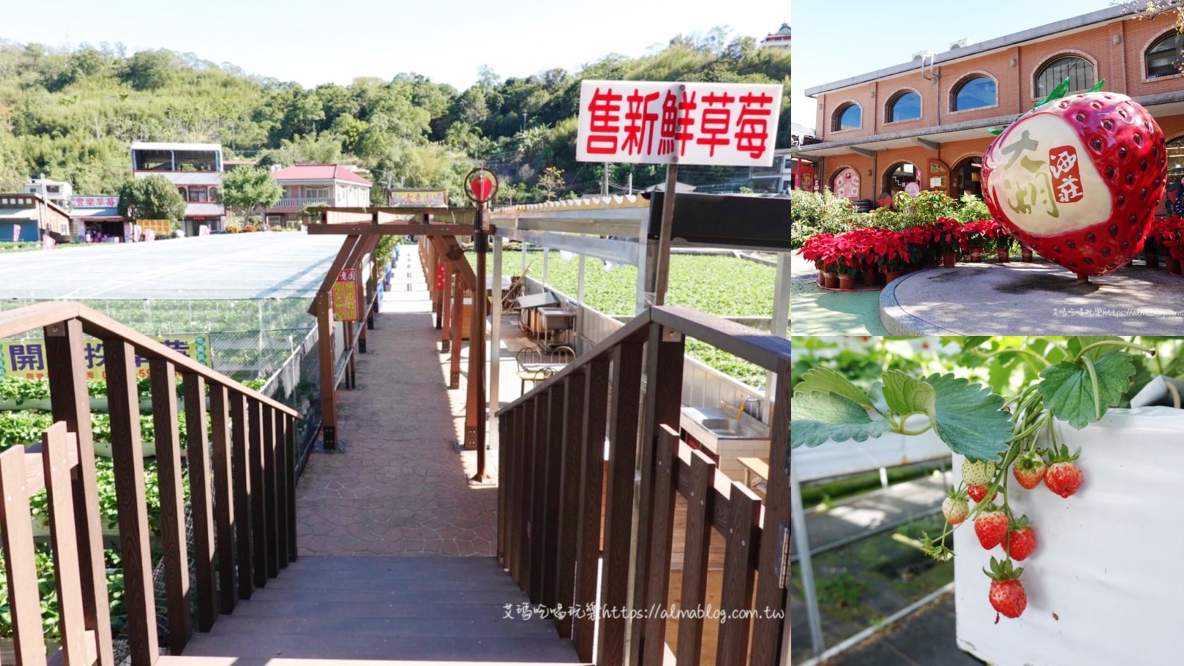 免費景點,大湖草莓,太湖觀光草莓園,採果,苗栗景點,草莓,草莓園