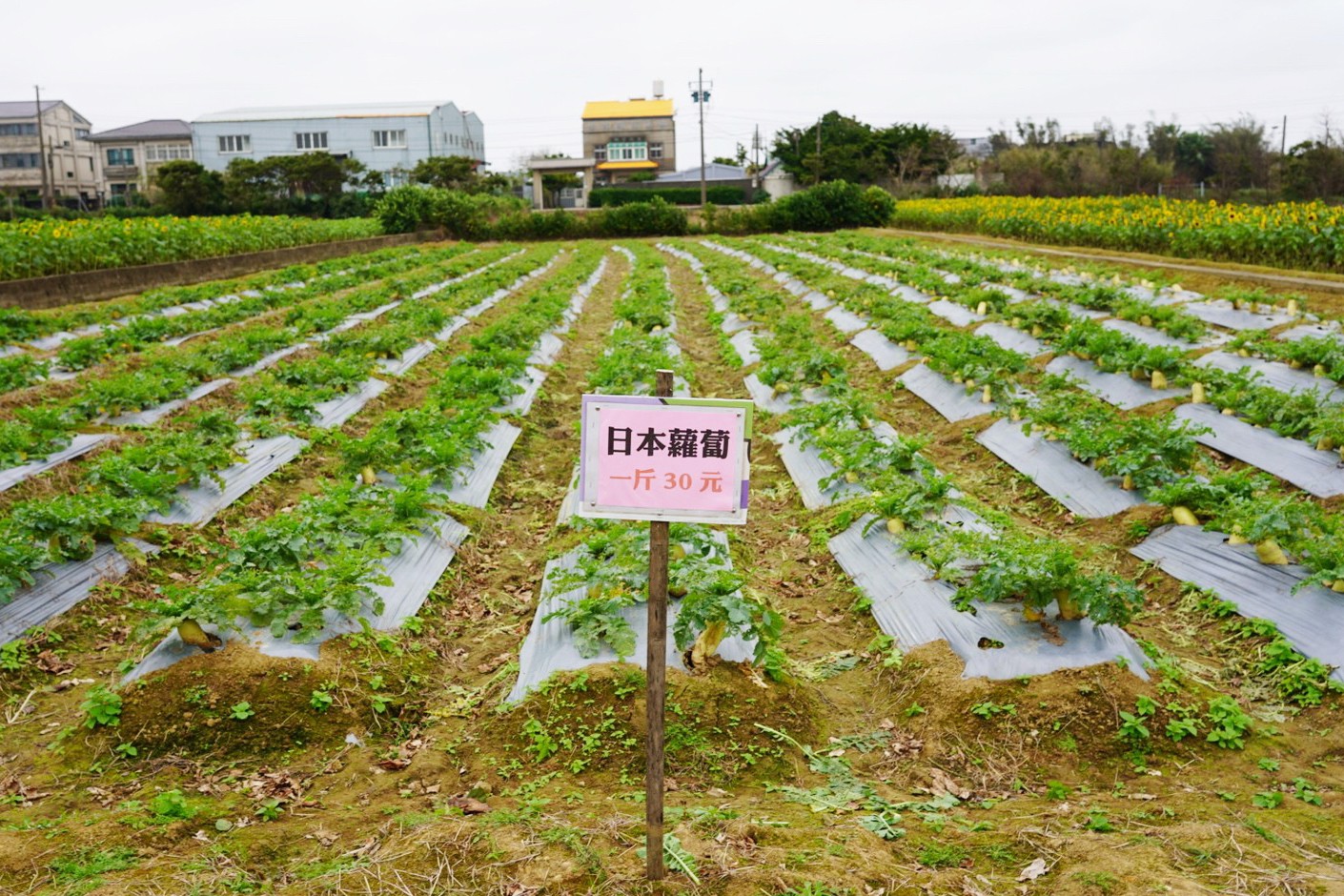 向陽農(nóng)場