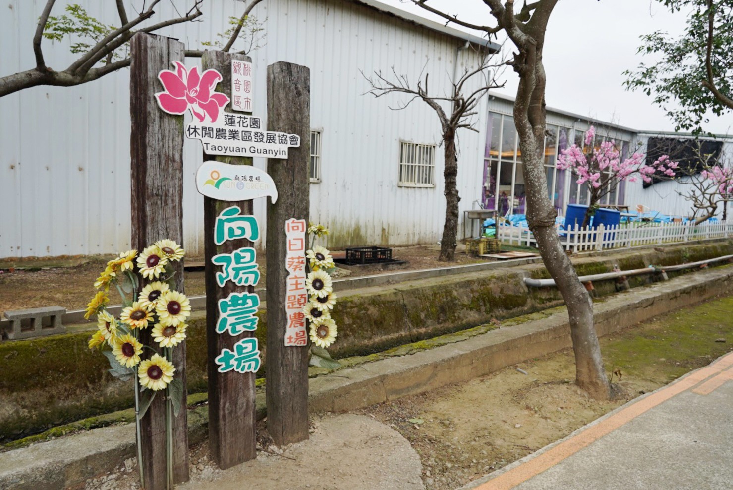 桃園旅遊,親子景點(diǎn),向陽(yáng)農(nóng)場(chǎng),向日葵,小火車,拔蘿蔔,小火車,餵魚(yú),沙坑,向日葵雞蛋糕,棉花糖,烤肉,控窯